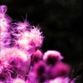 New Dawn Foundation : So Damn Lost Again New Dawn Foundation : So Damn Lost Again